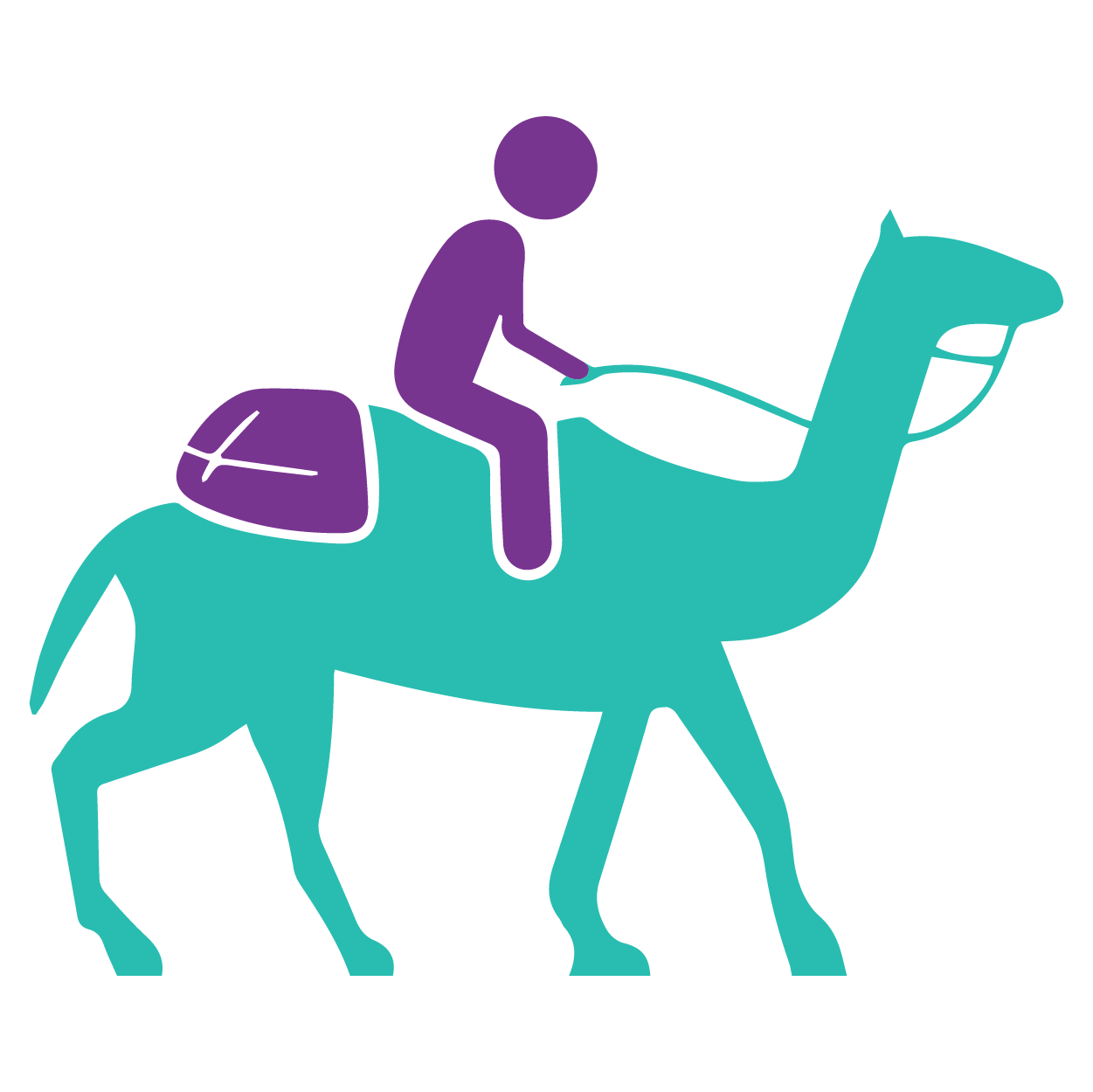 Camel riding
